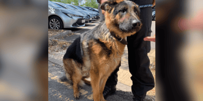 German Shepherd rescued from hot car in Wiltshire