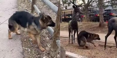 German Shepherd with deer statues
