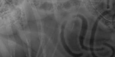 radiografía de pastor alemán