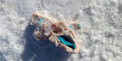 Appât empoisonné dans la neige