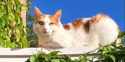 Ginger and white domestic shorthair cat sitting on wall