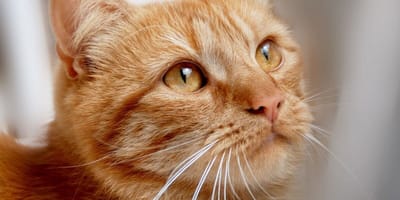 Ginger cat