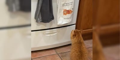 Ginger cat looking at tea towel