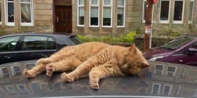 Ginger cat on top of car