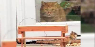 Ginger cat watching chipmunk through window