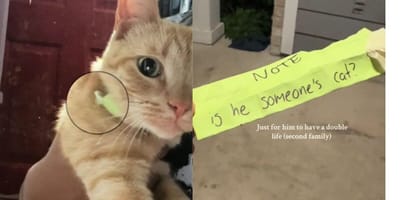Ginger cat with yellow note on collar