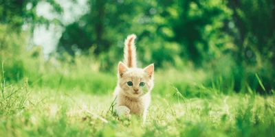 Ginger kitten walking in grass