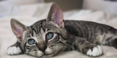 Giornata Internazionale del Gatto