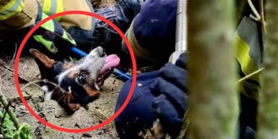 Głowa kundelka zablokowana w betonowych płytach