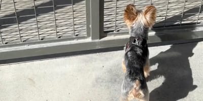 Godzilla le chien
