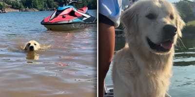 Golden Atlas die verdrietig is na zijn vakantie