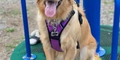Golden Retriever met regenboogstaart