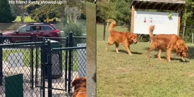 Golden Boo staart zielig voor zich uit, totdat hij zijn beste vriend ziet