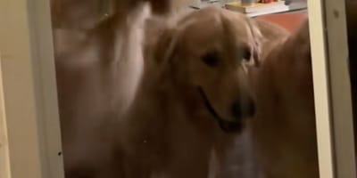 Golden Retriever in front of the door