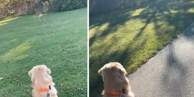 Golden Duke ziet hert en wat er dan gebeurt gaat viral