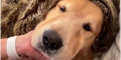 golden retriever avvolto in una coperta