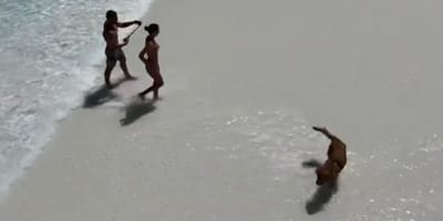 Golden i para na rajskiej plaży