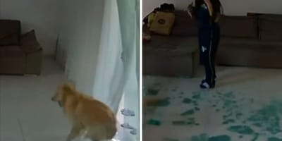 Golden i szklane drzwi