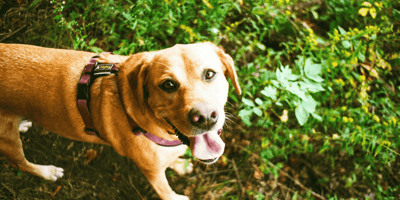 Golden Labrador panting outdoors