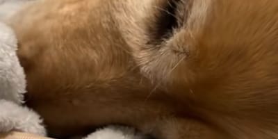 Golden Retriever napping