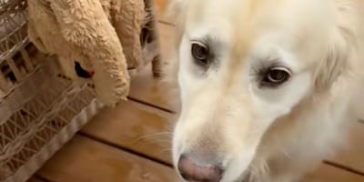 golden retriever