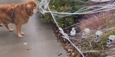 Golden retriever con decoración de Halloween