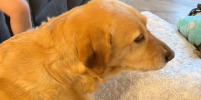 Golden Retriever