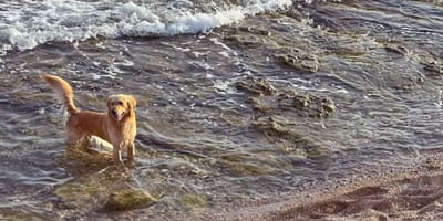 Golden Retriever op het strand
