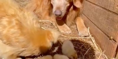 golden retriever zwierzęta z farmy