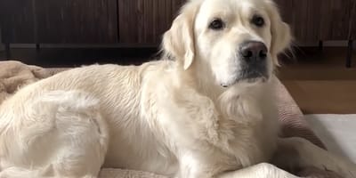 Golden Retriever compleet in de war als het Wilhelmus klinkt