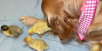 Golden Retriever e anatroccoli
