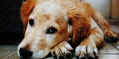Golden Retriever looking sad