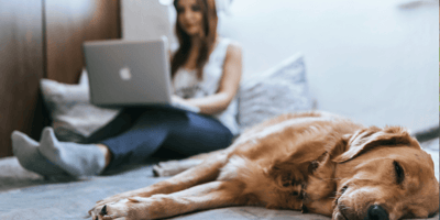 Golden Retriever lying with owner on computer