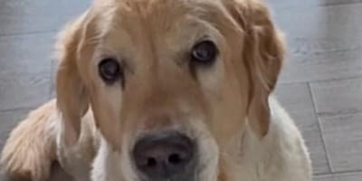 Golden Retriever Mailo