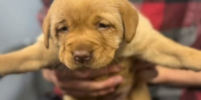 Golden retriever enfermo
