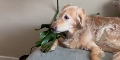 Golden Retriever auf dem Sofa