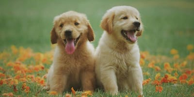 Golden Retriever puppies