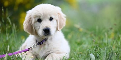 Golden Retriever puppy