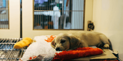 Golden Retriever puppy lying in vet bed