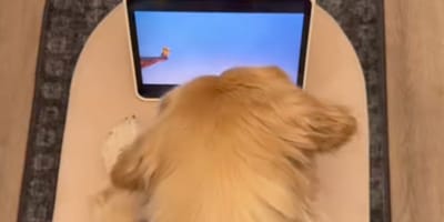 Golden retriever oglądający tablet