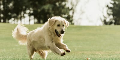 Golden Retriever race chien