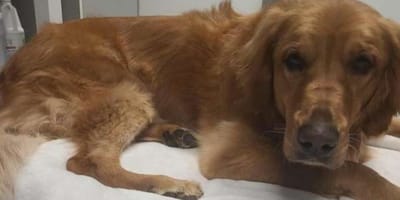 Golden Retriever Raiya