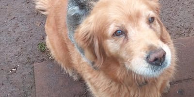 Golden Retriever ratuje małego koalę