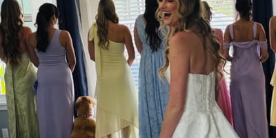 Golden Retriever abito da sposa