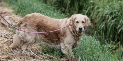 Golden Retriever Tedje is al 7 weken vermist, maar ze blijven zoeken