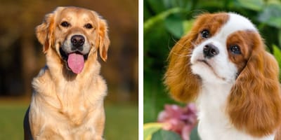 Golden Retriever und Cavalier King Charles Spaniel
