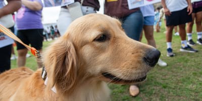 Golden Retriever vor einer Menschenansammlung