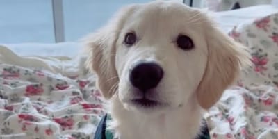 Golden Retriever-pup