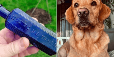 Golden Retriever with bottle of poison