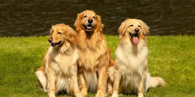 Golden Retrievers